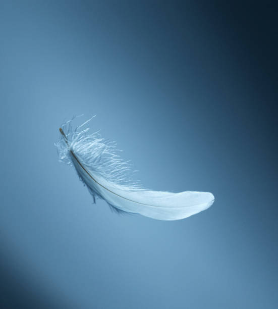 Quand la plume effleure le monde, la gravité le retient